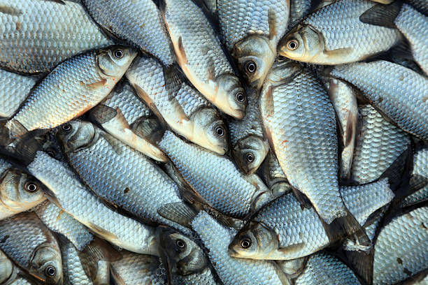 istock Piles of crucian carp 2223372770