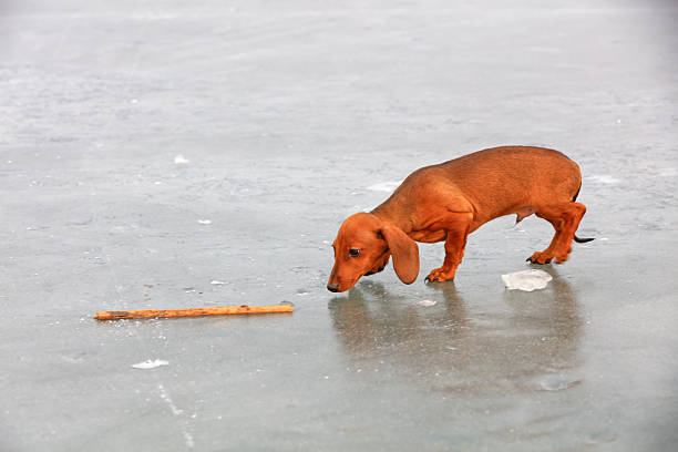 A pet dog on the ice
