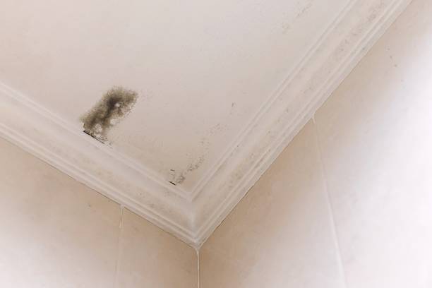 istock Damp and moldy ceiling in a room 2223373766