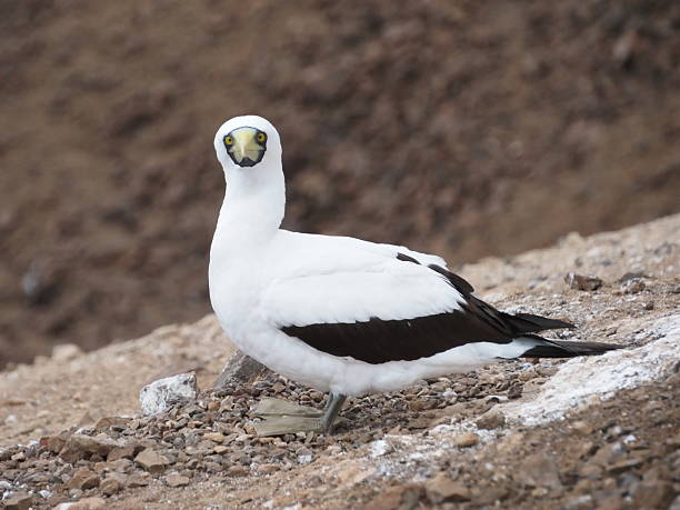 Sula dactylatra or masked booby close up in St. Helena island.