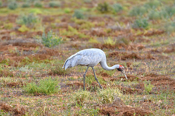 istock Brolga or Australian crane 2223375621