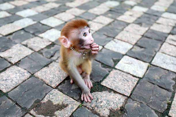 Pet monkeys playing on the ground