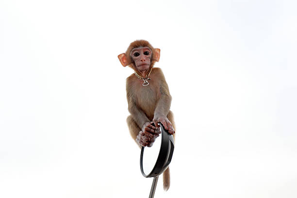 istock Pet monkeys play on motorcycle mirrors 2223376632