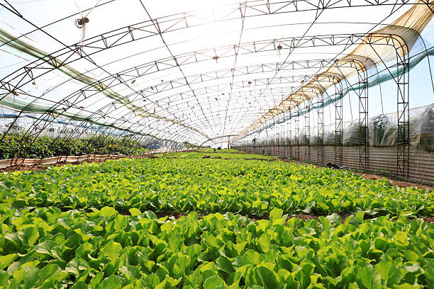 istock Green vegetable seedlings in greenhouses 2223376758