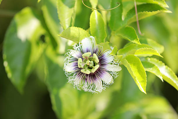 istock Passiflora flower, Passiflora herbaceous vine, China 2223377576