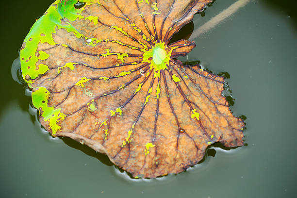 Broken lotus leaves in the pond