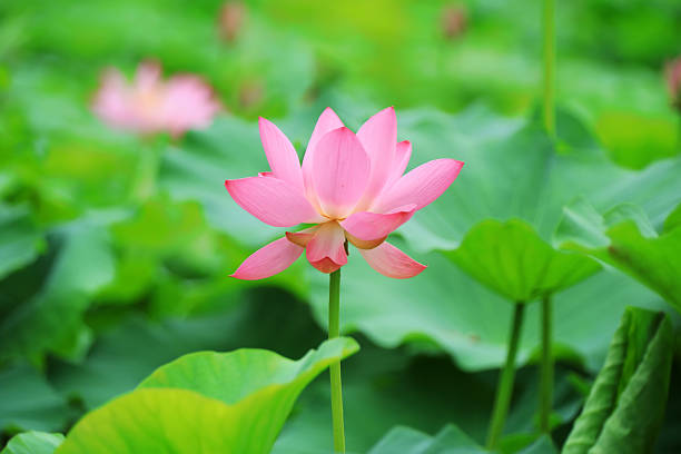 istock Beautiful pink lotus, close-up photos 2223377765