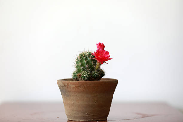 istock Potted cactus flowers, beautiful ornamental plants 2223377864