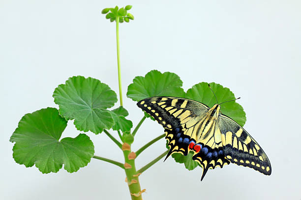 Old world swallowtail butterfly Papilio machaon underside