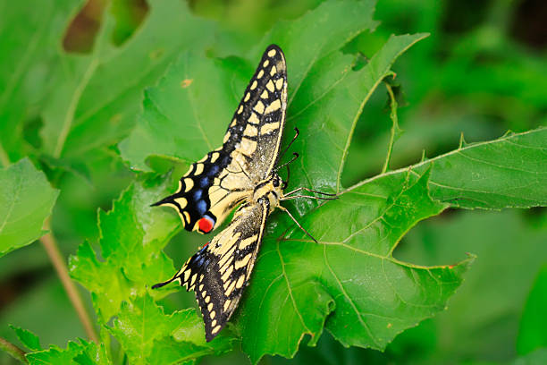 A close up view of the Short Banded Sailor (Phaedyma columella) in the garden.Taken in Singapore.