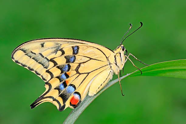 Black Spicebush Swallowtail Butterfly with white, orange, yellow and blue spots, eating from a green plant with curled proboscis