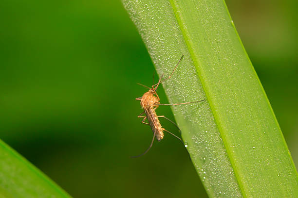istock mosquitoes on plant 2223380703