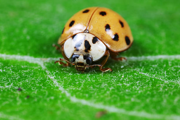 A Psyllobora vigintiduopunctata, commonly known as the twenty-two spotted ladybird, is pictured tucked into its shell on a yellow urban surface. This ladybug can be found in urban areas, where it seeks shelter.