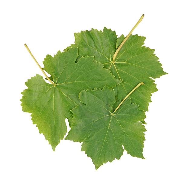Green, yellow and red leaves