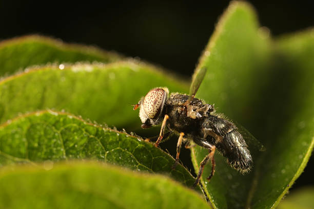 horsefly on the human hand