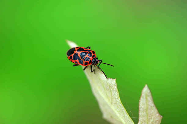 Stink bug on green leaves, North China