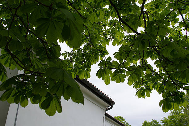 istock Branch of the horse chestnut tree 2223382705