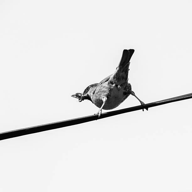 istock Bird on cable in black and white 2223387220