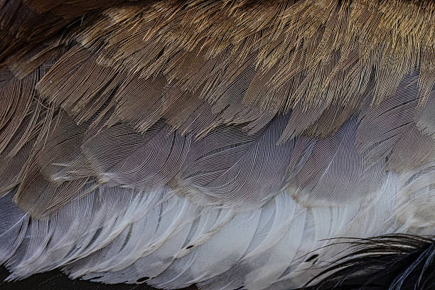 istock detailed feathers of a duck wing 2223388055