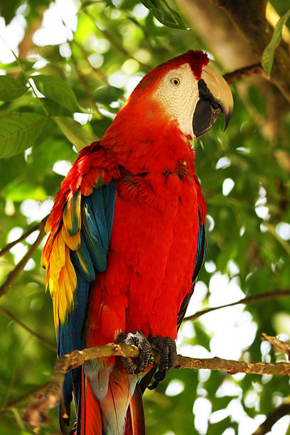 istock Beautiful Red Macaw in Colombia 2223390971