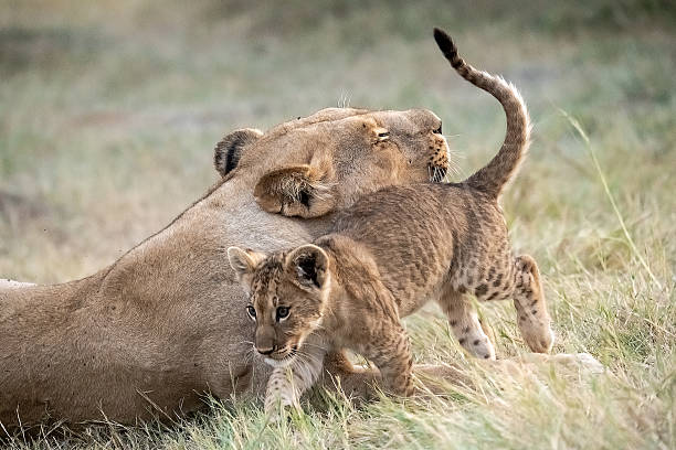istock Lion cubs playing with their mother nearby 2223393664