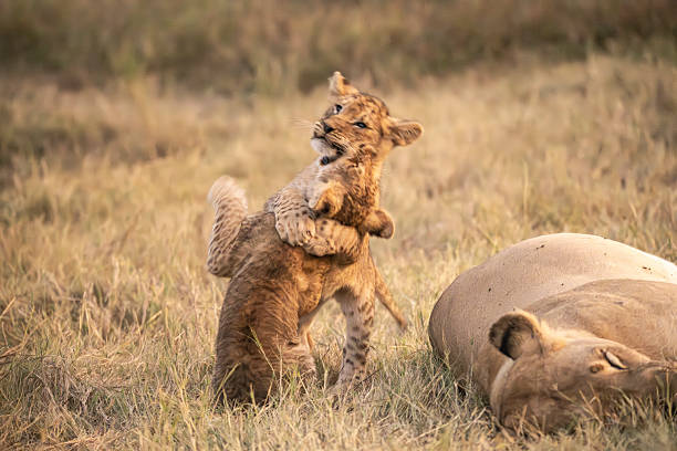 In this adorable scene, several lion cubs are playfully frolicking with each other, their tiny paws and wagging tails creating a lively, joyful atmosphere. Nearby, the lioness watches attentively, keeping a caring eye on her playful youngsters, ready to step in if needed. It’s a tender moment of innocence and maternal protection.
