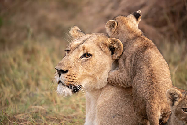 istock Lion cubs playing with their mother nearby 2223394447