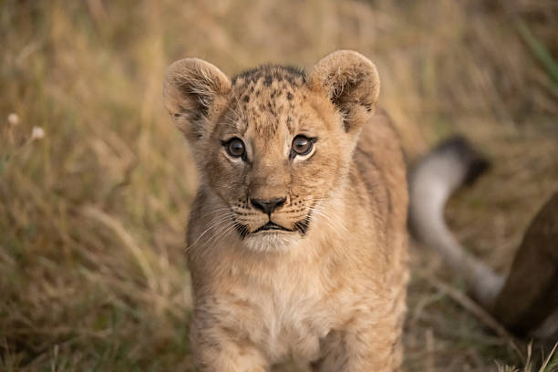 istock Lion cubs playing with their mother nearby 2223394493