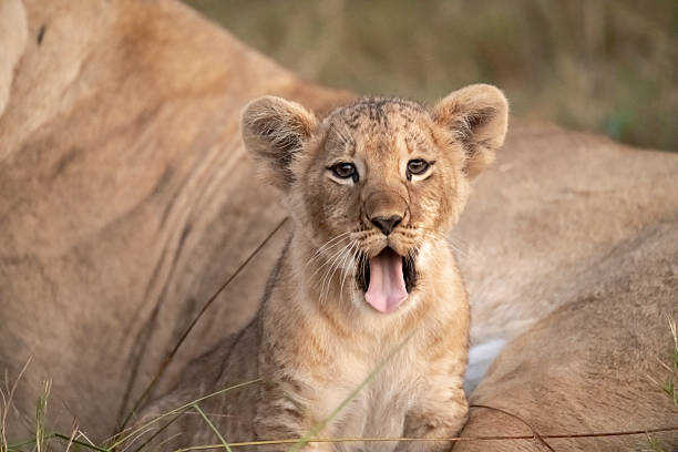 istock Lion cubs playing with their mother nearby 2223394596