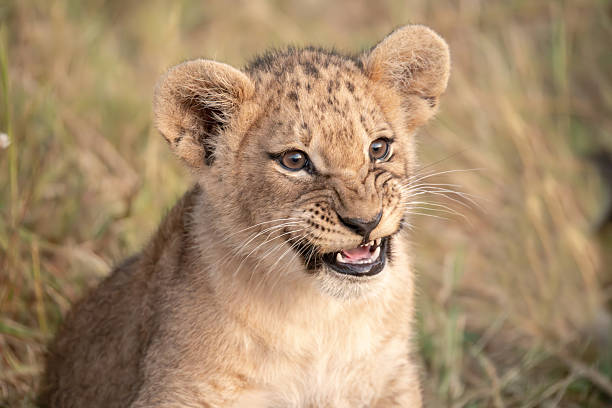 istock Lion cubs playing with their mother nearby 2223395084