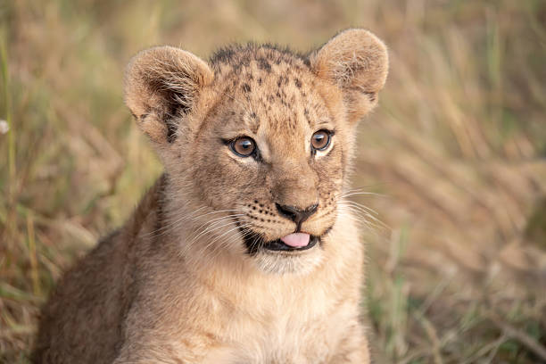 istock Lion cubs playing with their mother nearby 2223395100