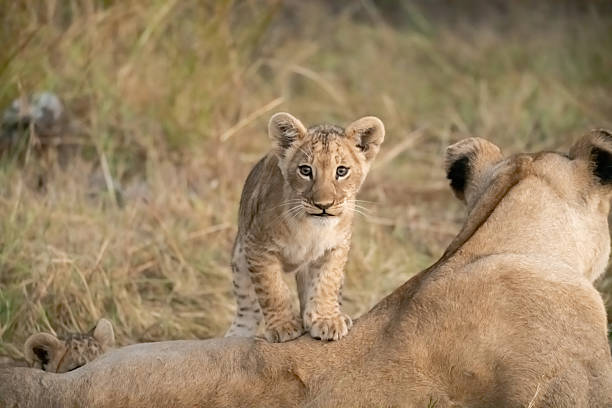 istock Lion cubs playing with their mother nearby 2223395250