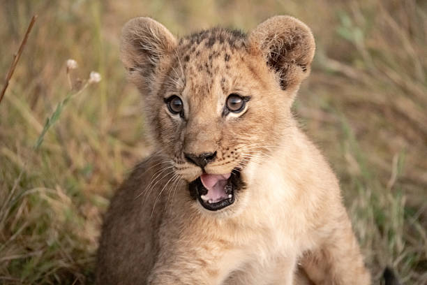 istock Lion cubs playing with their mother nearby 2223395263