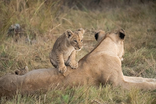 istock Lion cubs playing with their mother nearby 2223395413