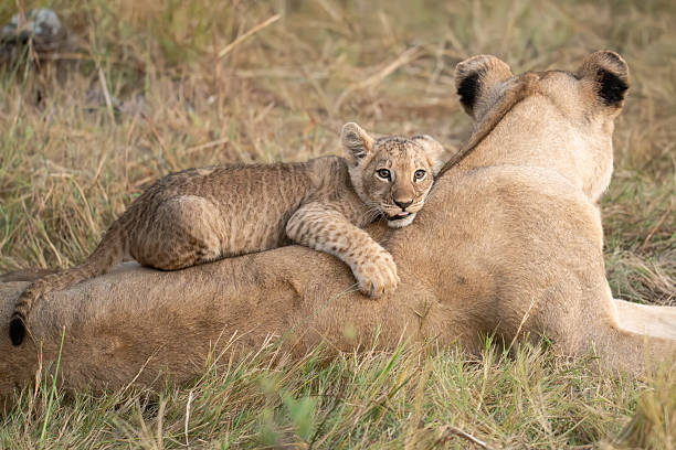 istock Lion cubs playing with their mother nearby 2223395563