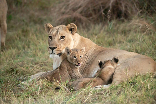 istock Lion cubs playing with their mother nearby 2223395946