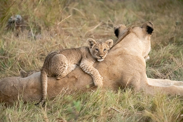 istock Lion cubs playing with their mother nearby 2223395985