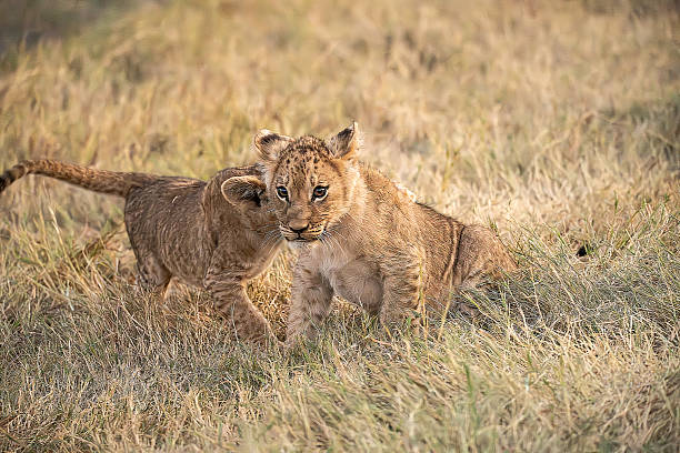 istock Lion cubs playing with their mother nearby 2223396123