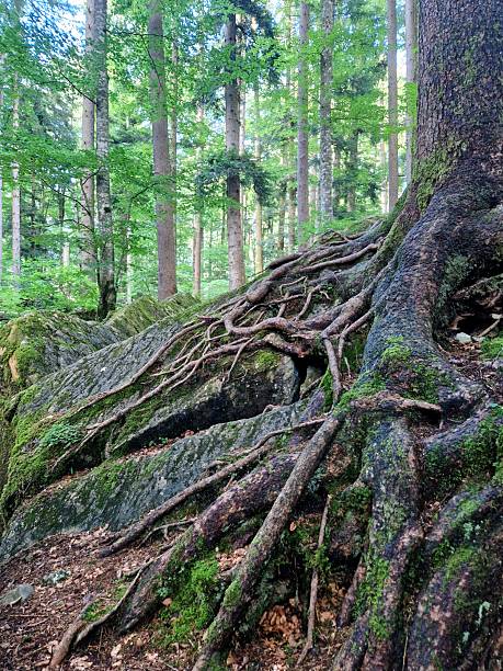 istock forest hiking Bavaria - Ruhpolding - roots 2223396368