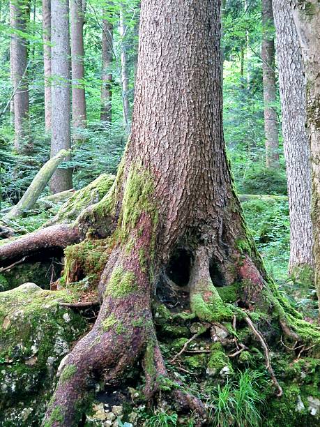 istock forest hiking Bavaria - Ruhpolding - roots 2223396371