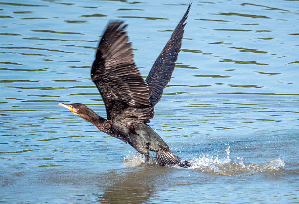 The great cormorant (Phalacrocorax carbo), also known as just cormorant in Britain
