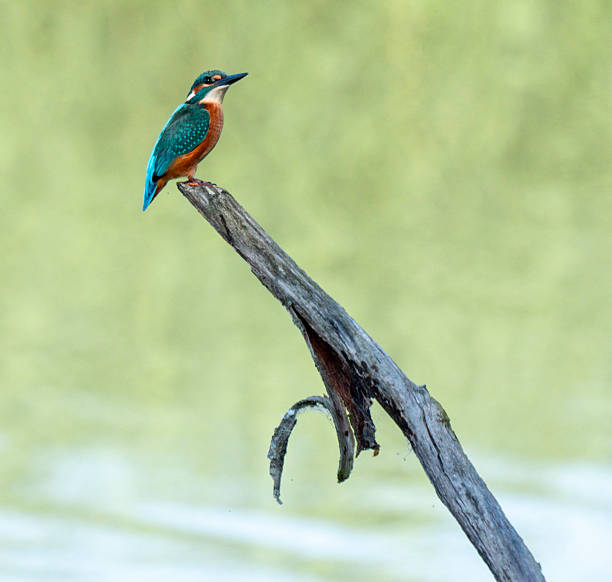 istock The common kingfisher (Alcedo atthis) 2223397033