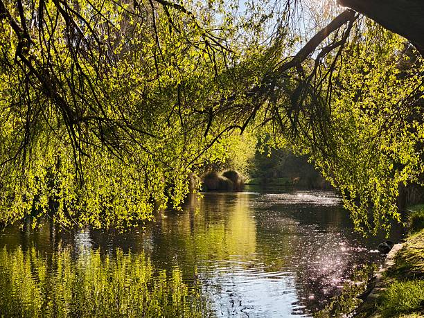 istock Verdant Serenity: A Spring View in Christchurch Botanic Gardens 2223397990