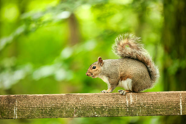 Green and brown study of a Gray Squirrel balancing on a wooden fence.