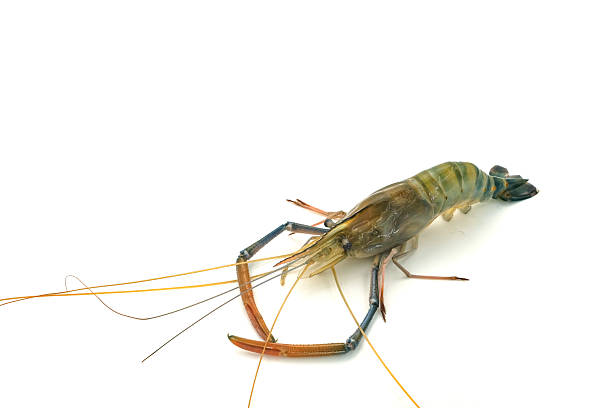 istock Fresh river prawns isolated on white background. Big freshwater prawns. River prawns for cooking. 2223399244