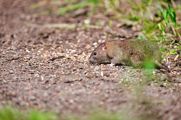 Rodent feeding on seeds in Summer woodland.