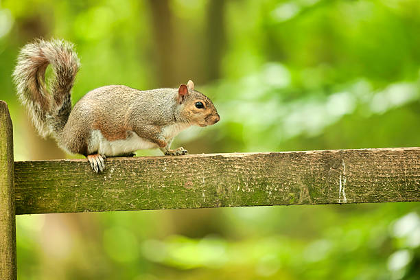Green and brown study of a Gray Squirrel balancing on a wooden fence.