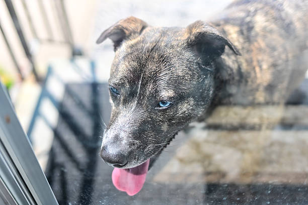 Blue Eyed Brindle Dog Outside Door Window