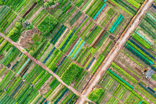 istock Sunrise Over Tra Que Vegetable Village, Hoi An 2223400217