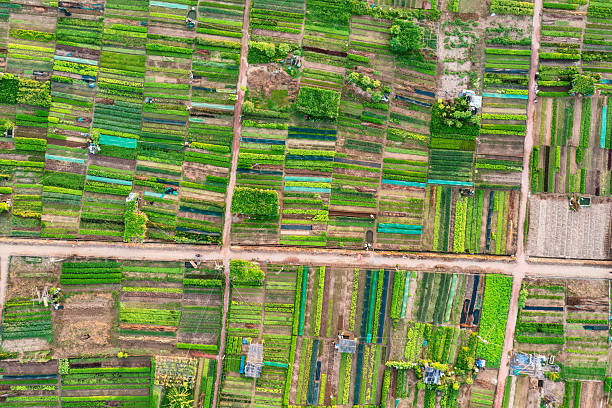 istock Sunrise Over Tra Que Vegetable Village, Hoi An 2223400292